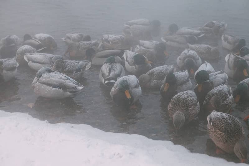 Ducks resting in foggy water with snow