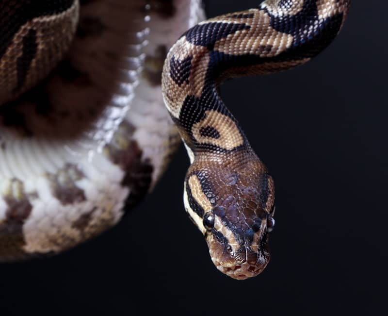 Close up of a python's head against a dark background
