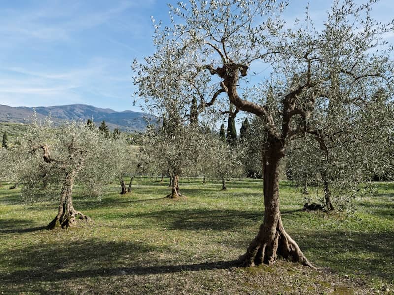 Ancient olive trees in a sunlit tuscan field