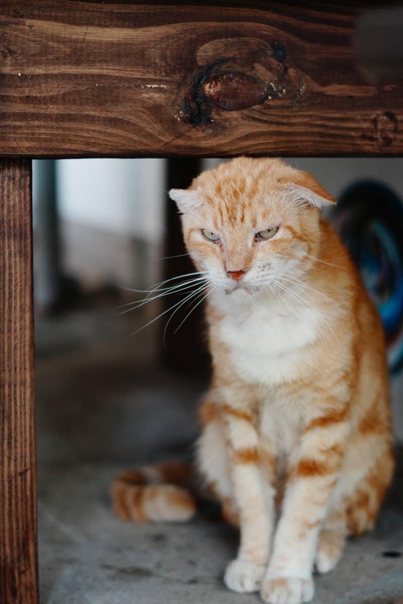 A grumpy orange cat sitting under a wooden beam.