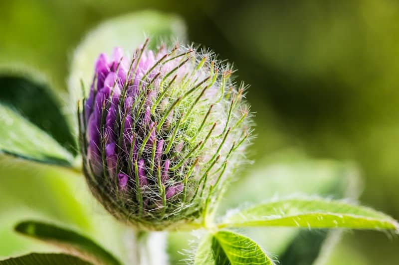 A pink clover flower bud in close-up.