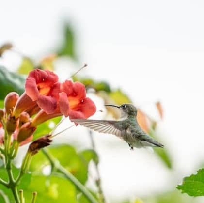 A hummingbird feeding on red trumpet vine flowers.