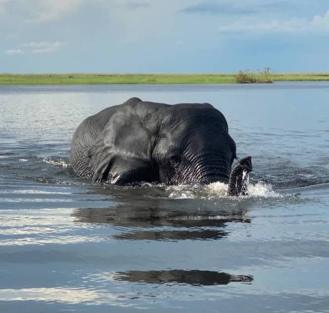 Elephant half-submerged in water, calm and still under a soft sky — a portrait of effortless presence, undisturbed by thought.
