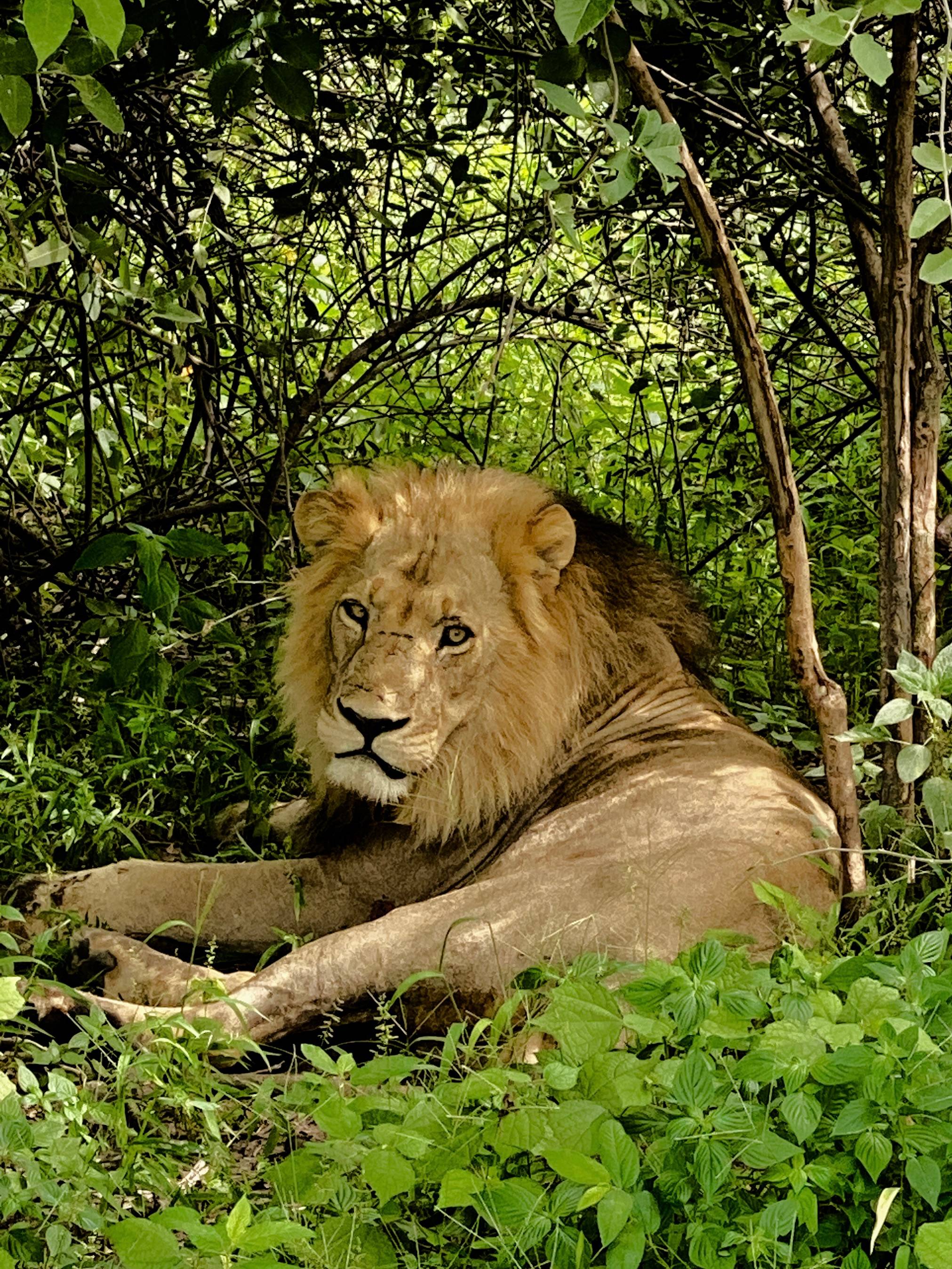 A lion resting calmly in the shade of green forest brush, gazing forward with still awareness — present, powerful, and unbothered.