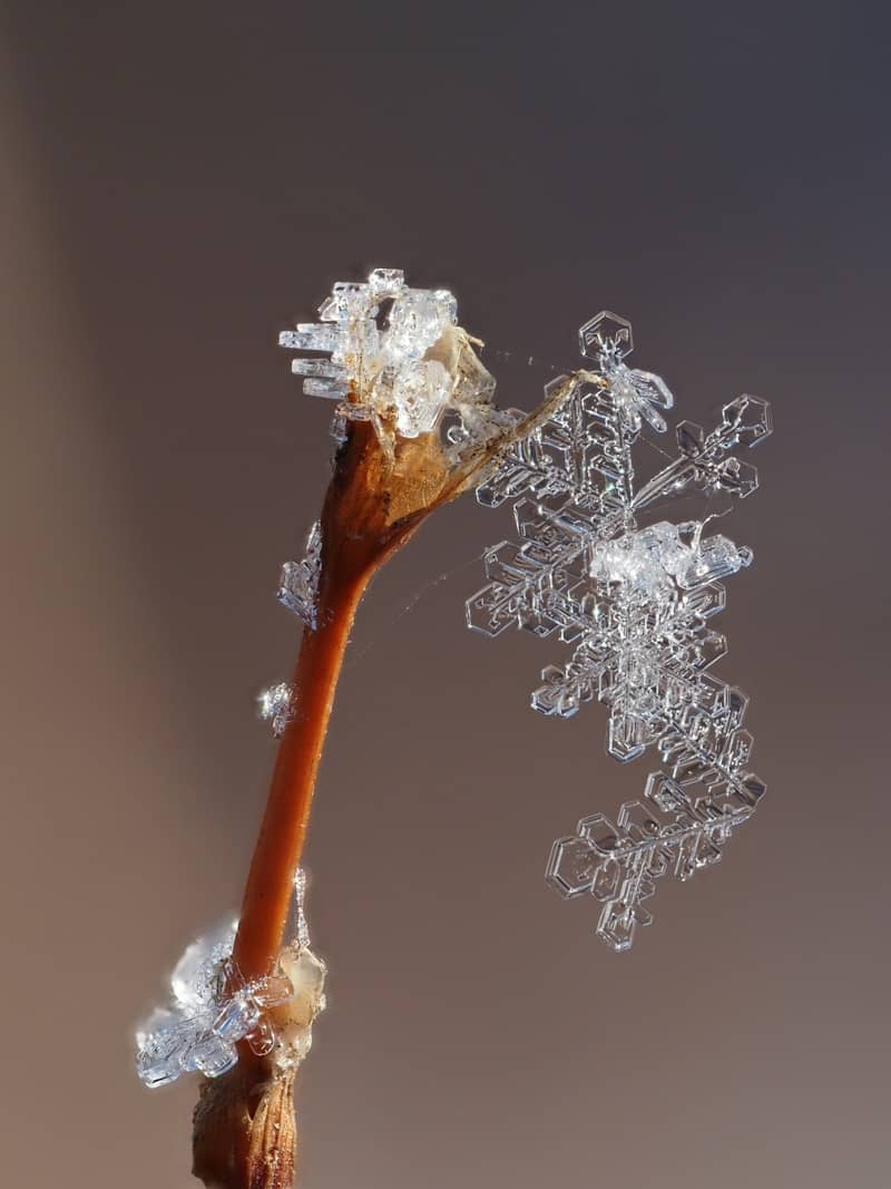 A close up of a flower with ice on it