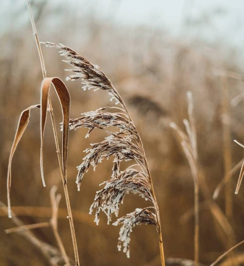 A close up of a tall grass with a sky in the background