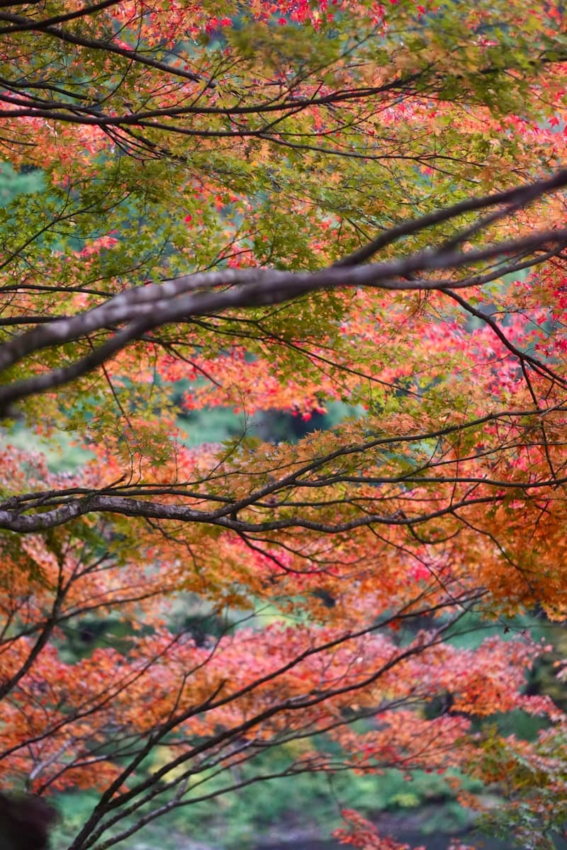 A tree filled with lots of red and green leaves