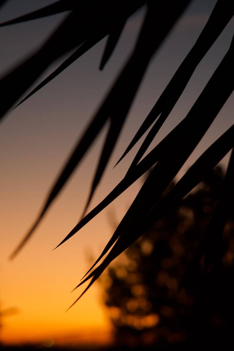Silhouette of leaves against a colorful sunset.