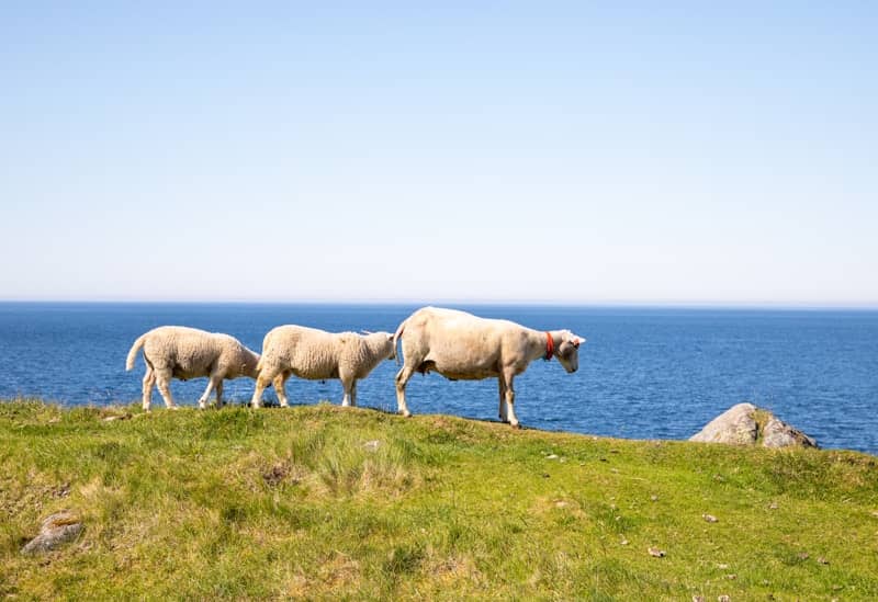 Sheep graze by the ocean on a sunny day.