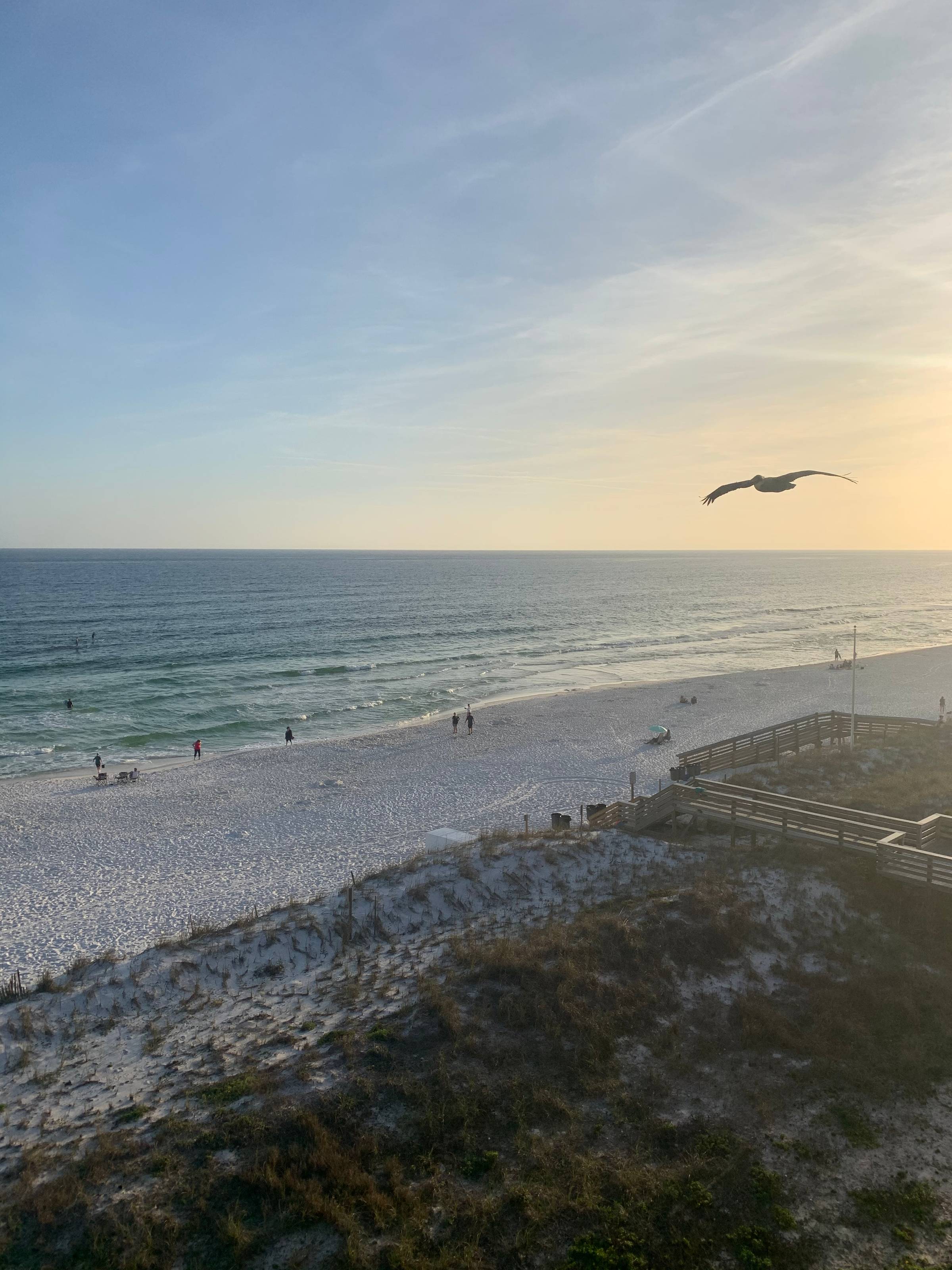 bird flying over the ocean