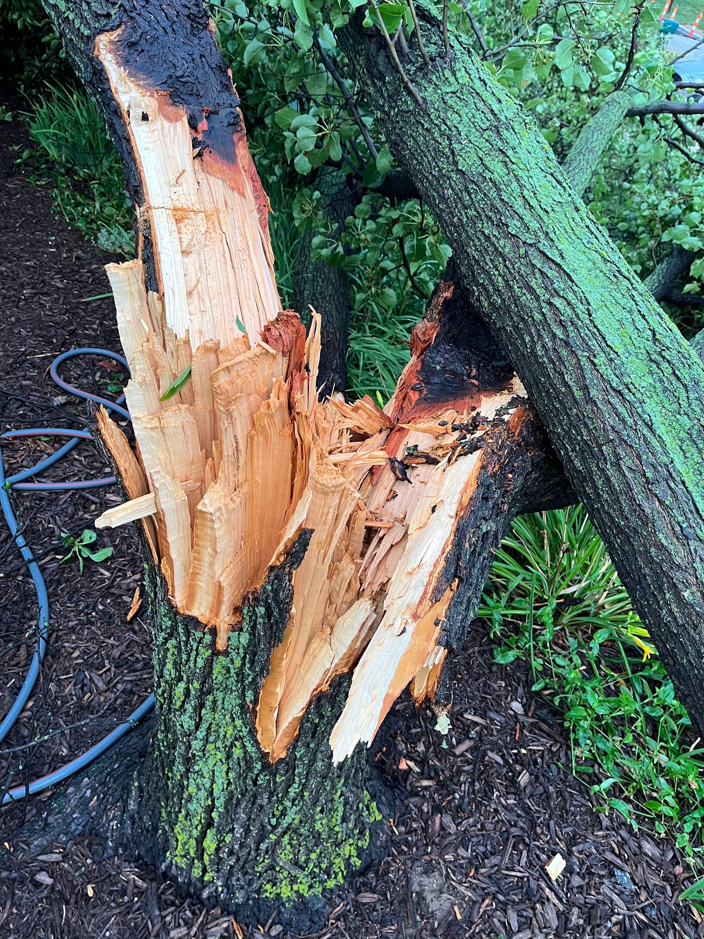 broken tree stump