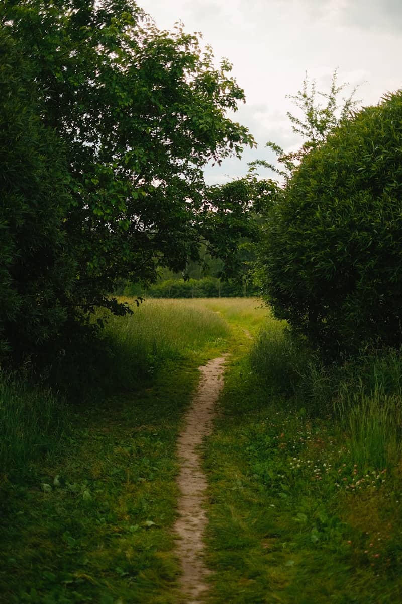 A dirt path winds through a green landscape.