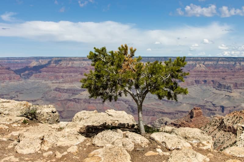 A tree stands before the grand canyon