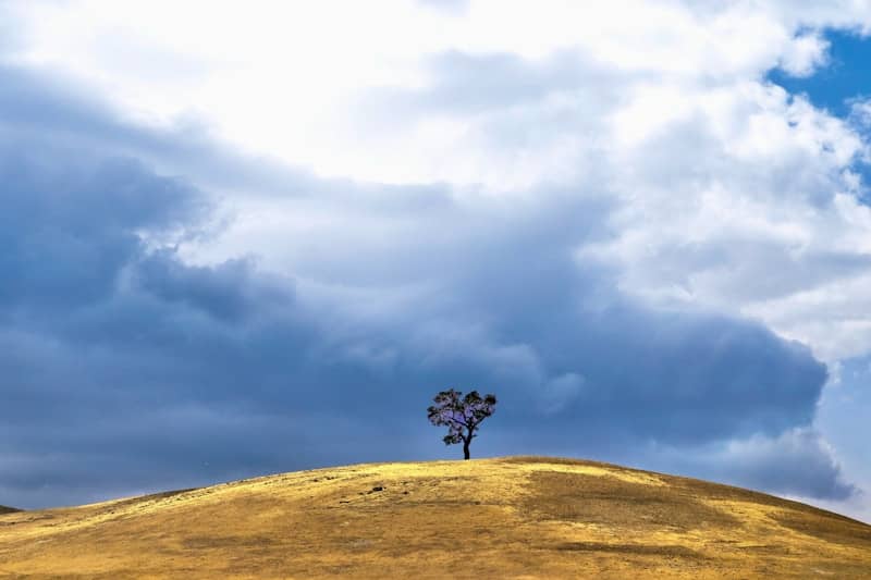 A solitary tree stands on a golden hill under clouds.