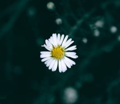 A single white flower with a yellow center