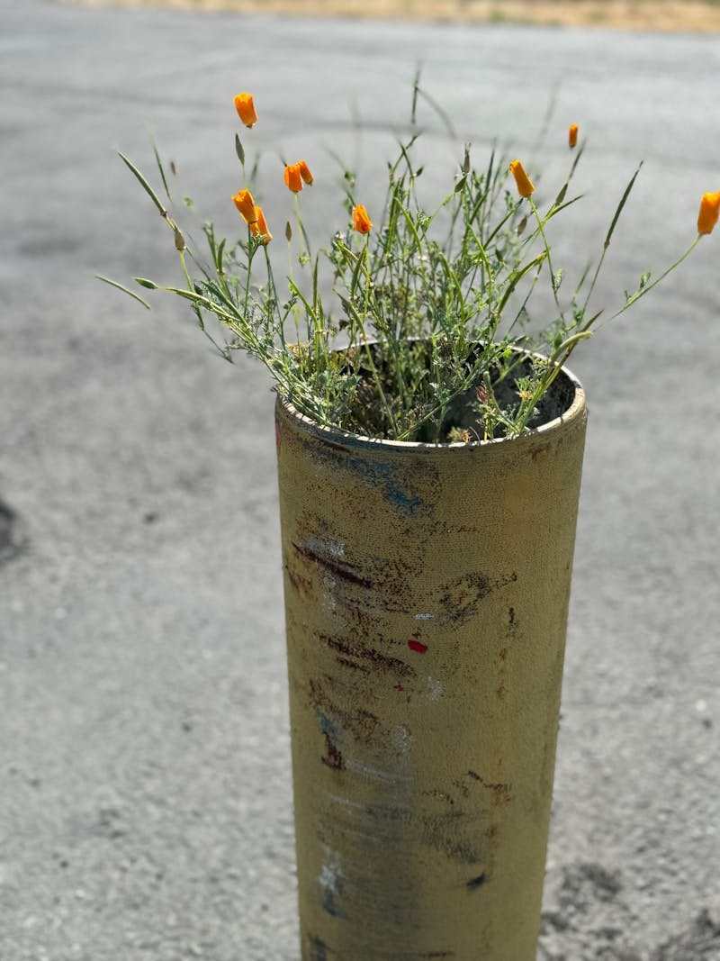 A metal tube with a plant growing out of it