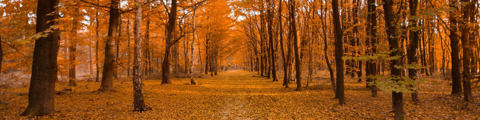 Bright orange fall leaves looking down a row of trees