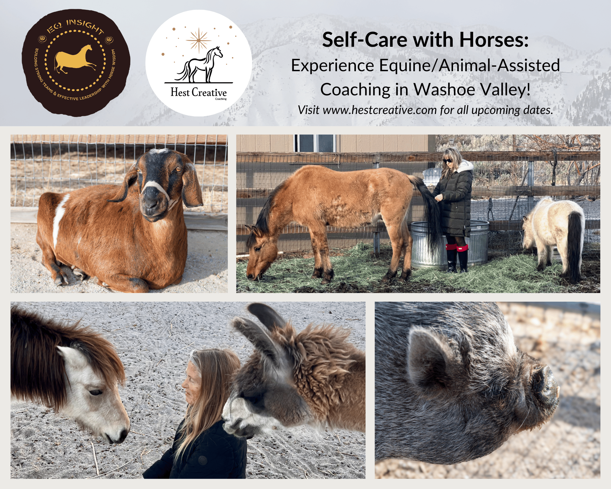 Equus Insight Coaching Herd