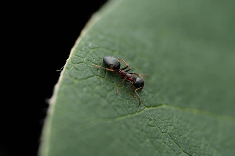 A close up of a bug on a leaf