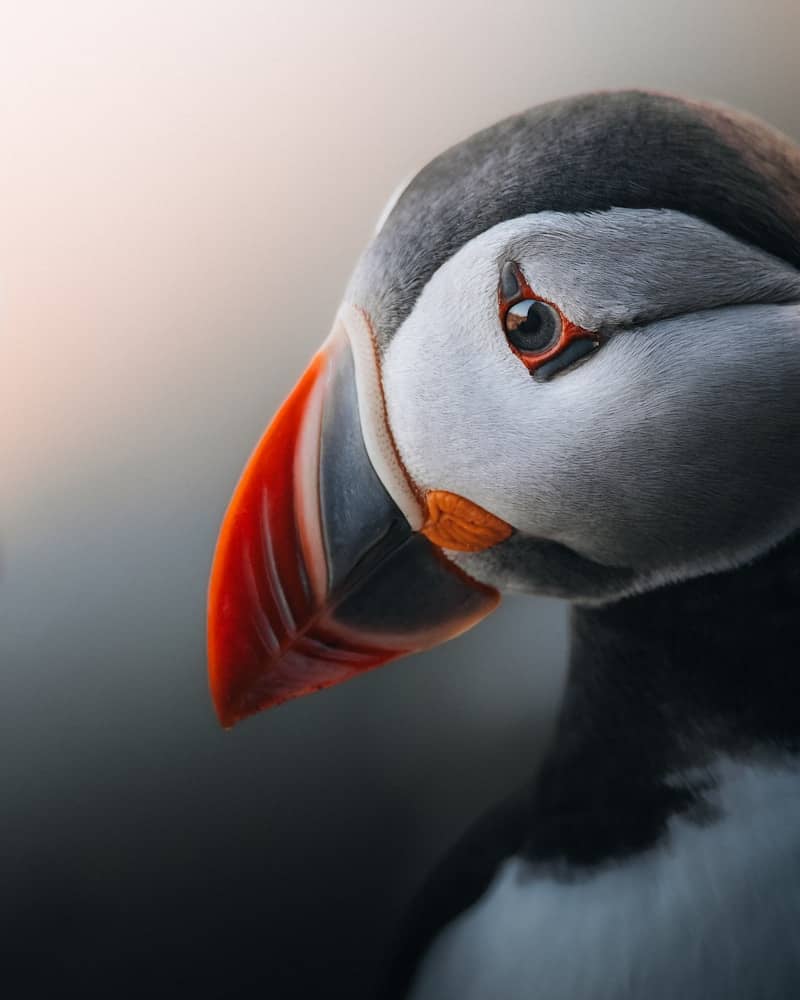 A close-up of a puffin's distinctive features.