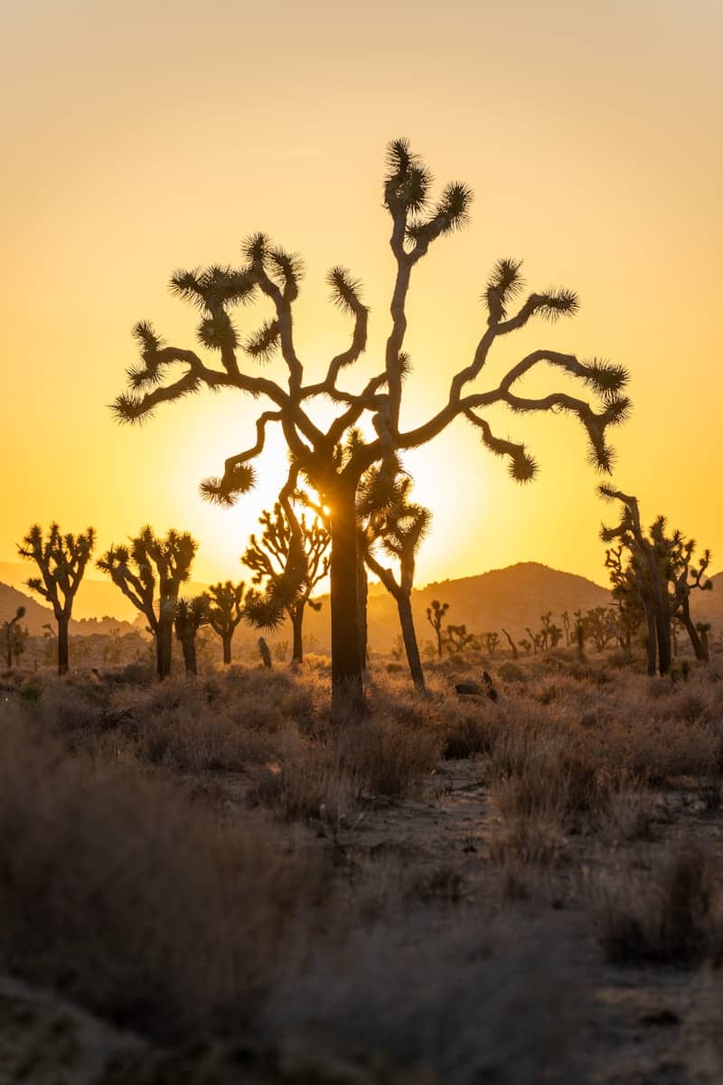 Sunrise silhouettes joshua trees in the desert.