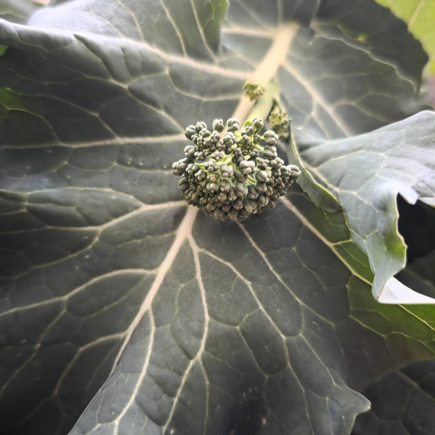 tiny broccoli cut laying on big broccoli leaf