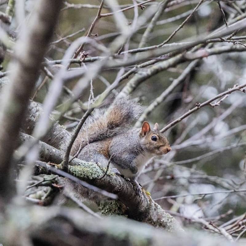 A squirrel sits among tree branches.