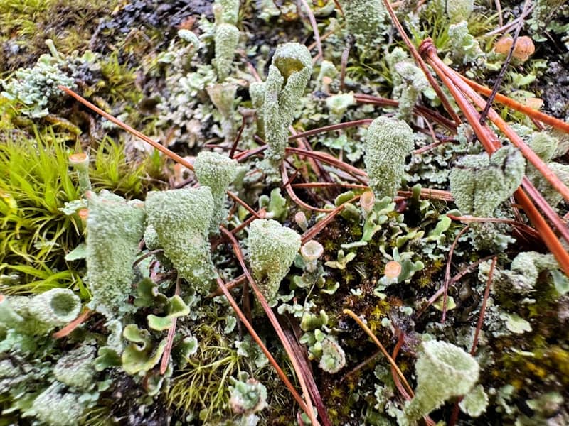 Lichen with moss and other plant life in nature.