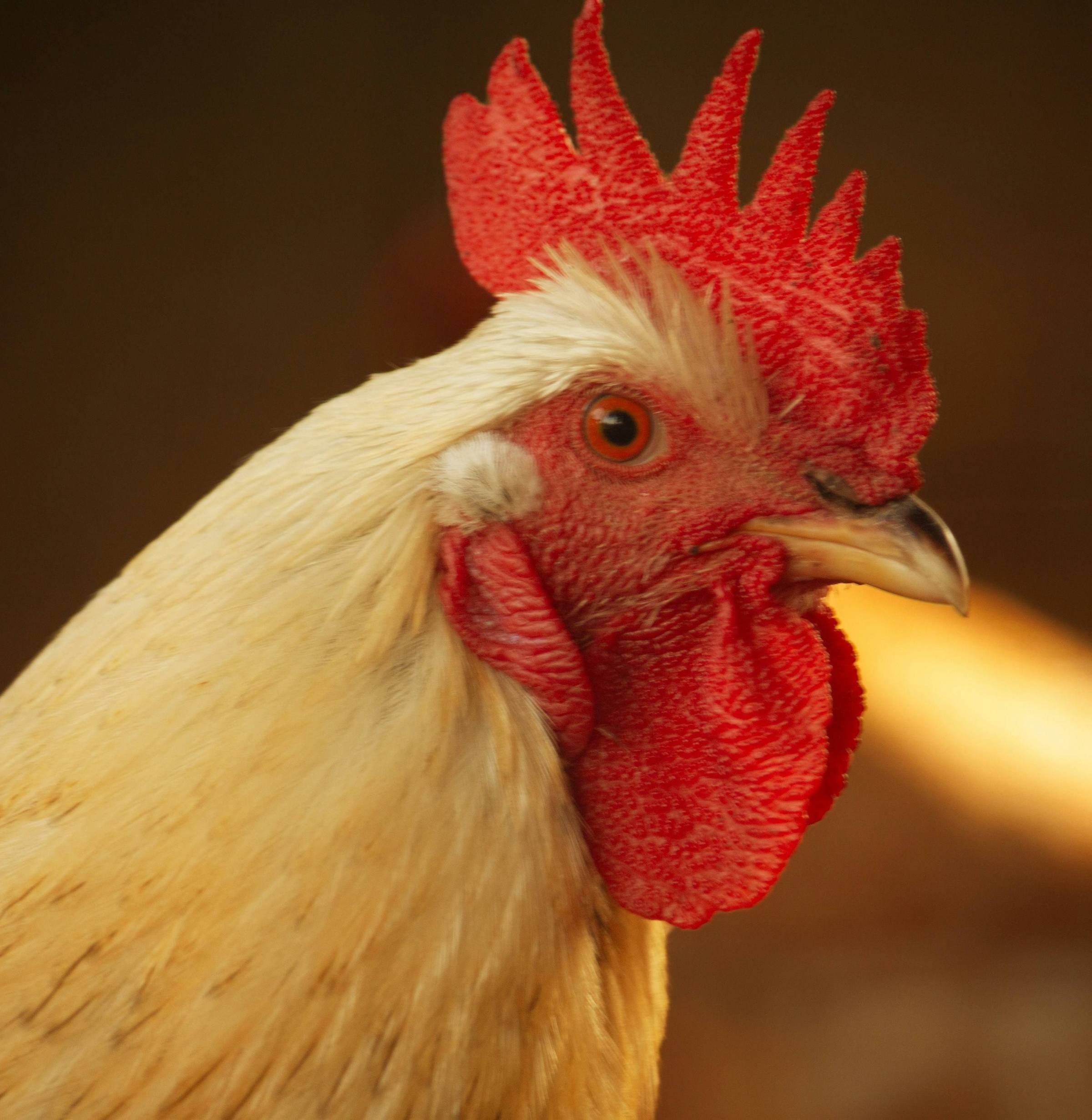 A photo of a light yellow chicken with a red comb