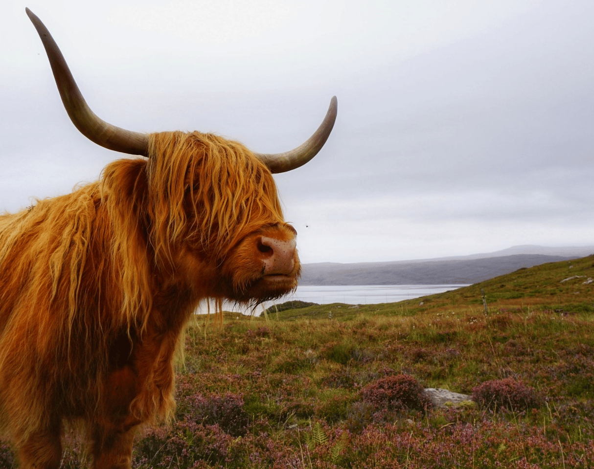 Highland cow in a green meadow.
