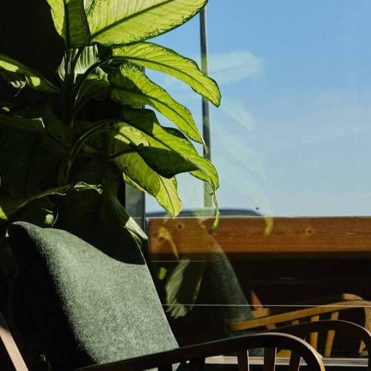 Sunlight illuminates chairs and a potted plant by window.