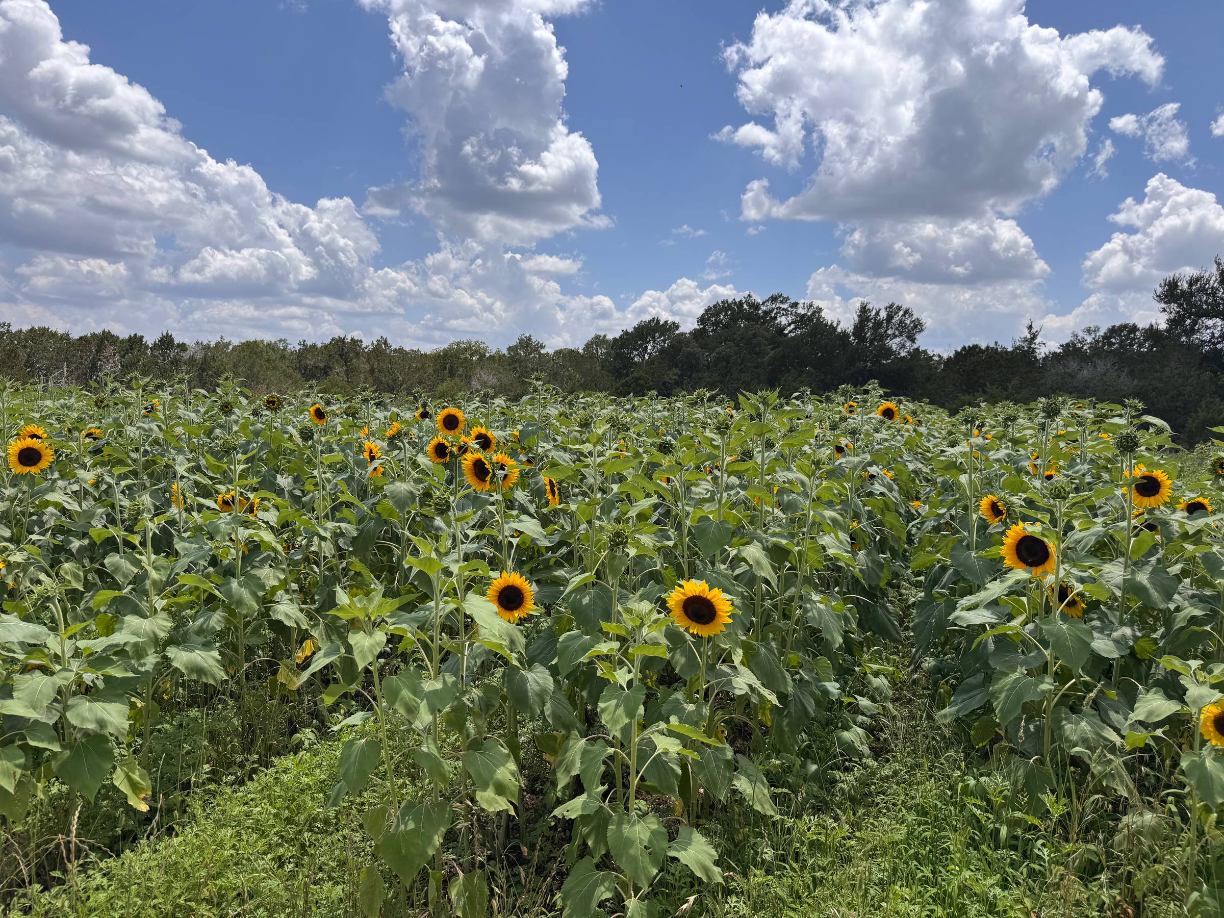 A Sea of Sunflowers