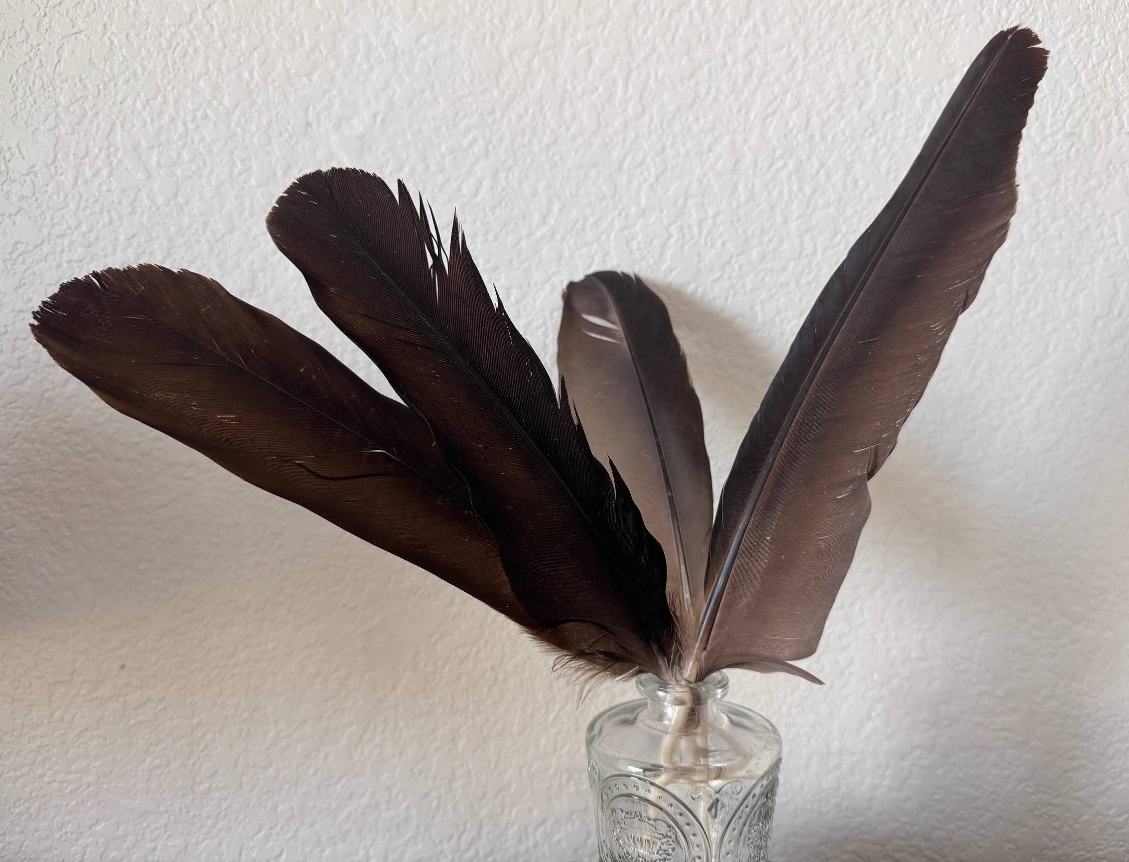 Vulture Feathers in a Vase