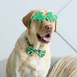 dog dressed for St. Patrick's Day
