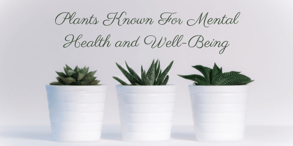 Plants Known for Mental Health and Well Being graphic