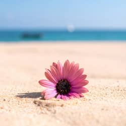 Flower in the sand