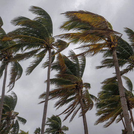 Palm trees swaying in the wind 