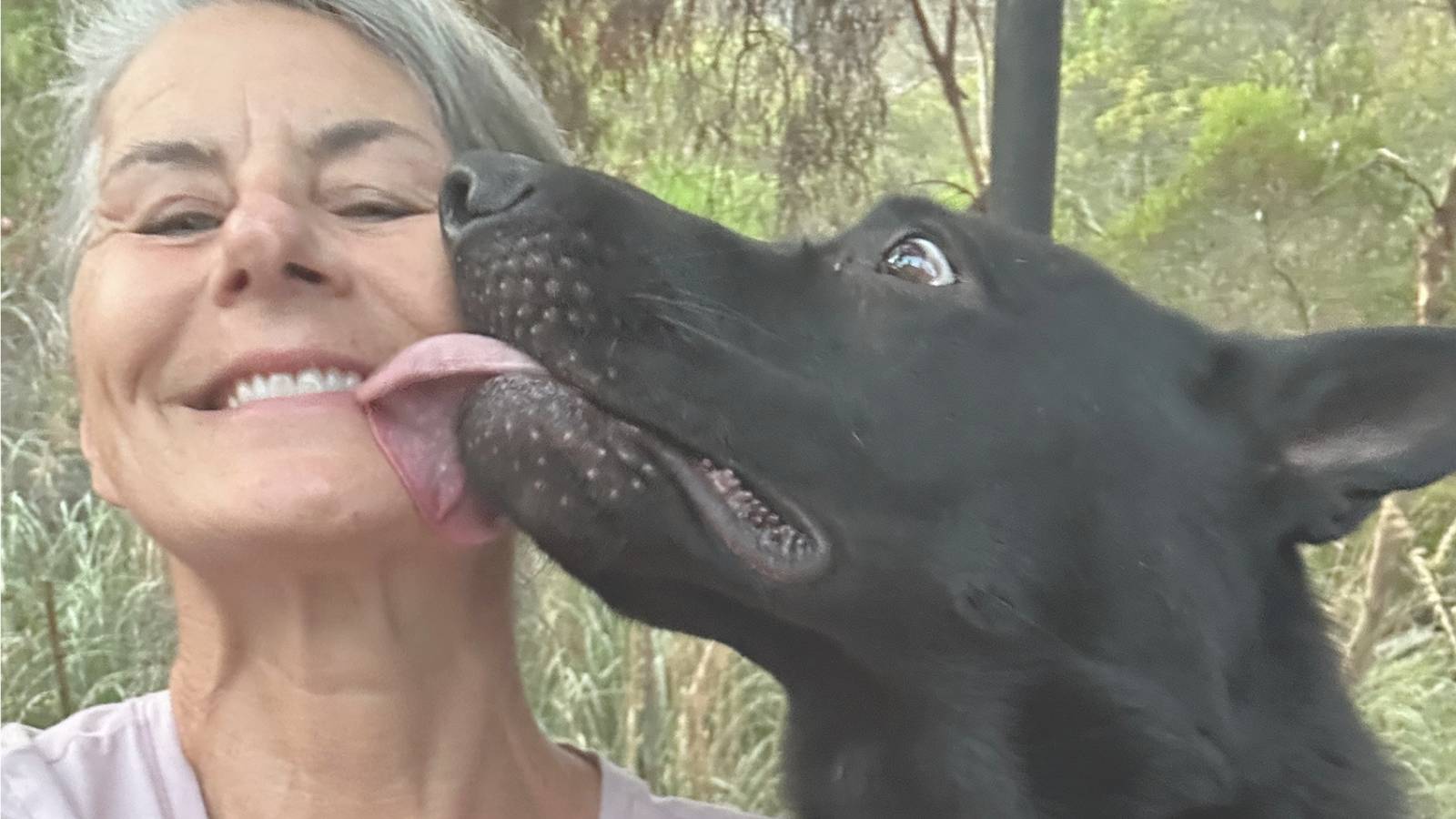 A big, black dog licking a woman's face
