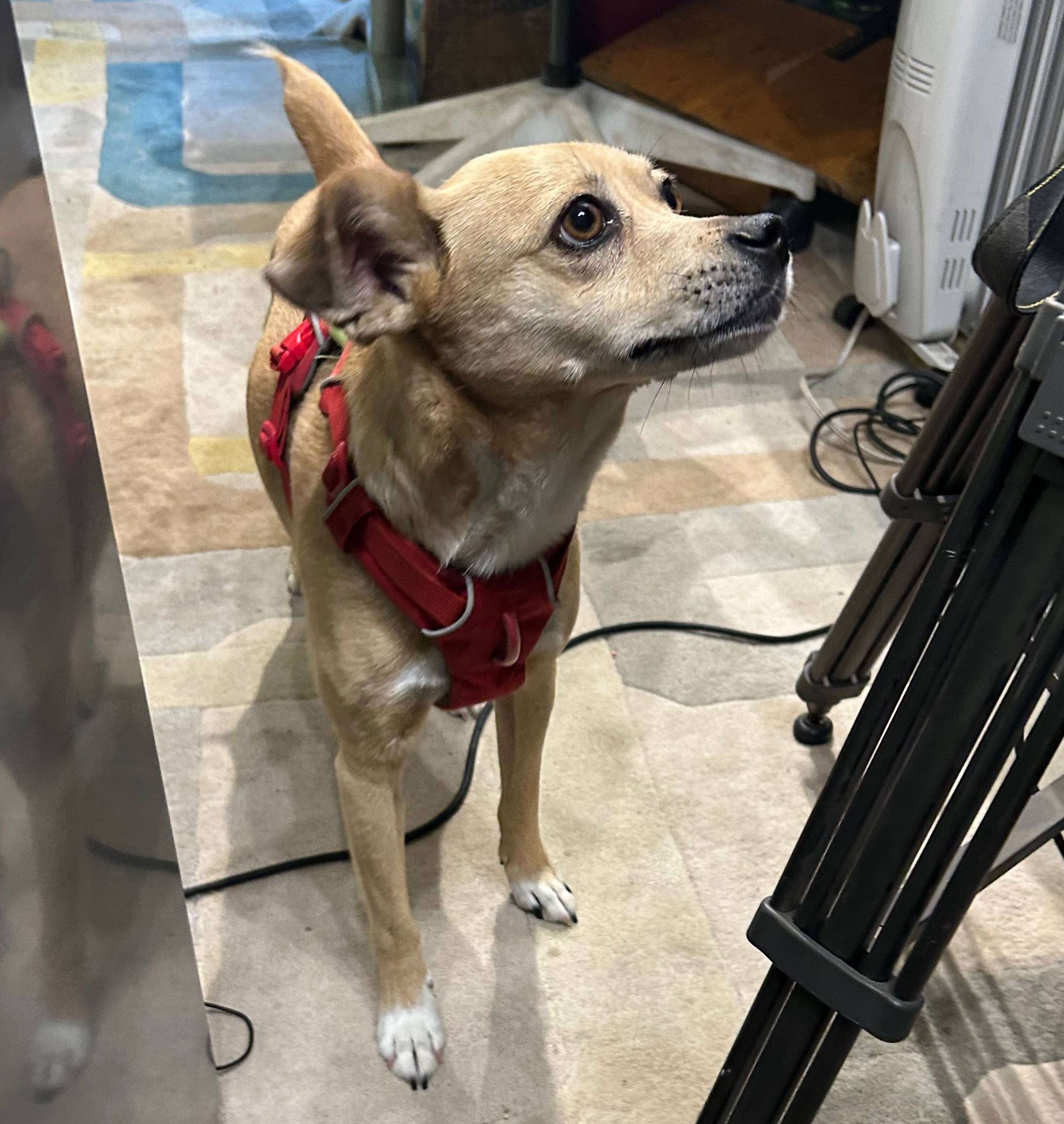 Bernie the pup, a small white-brown dog in a red harness