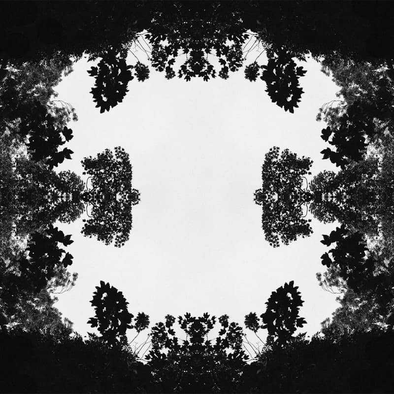 Kaleidoscopic pattern of dark foliage against bright background