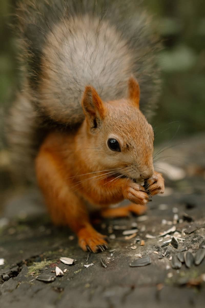 A squirrel eating seeds on a log.