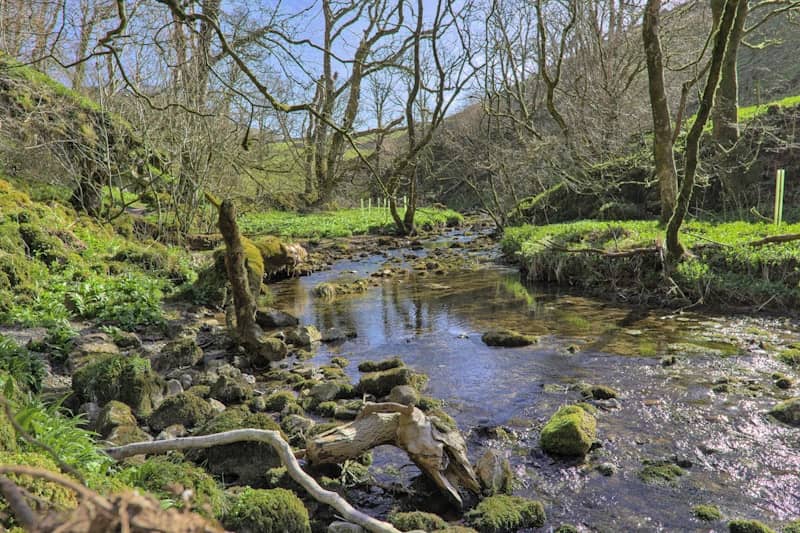 A rocky stream flows through a lush forest.