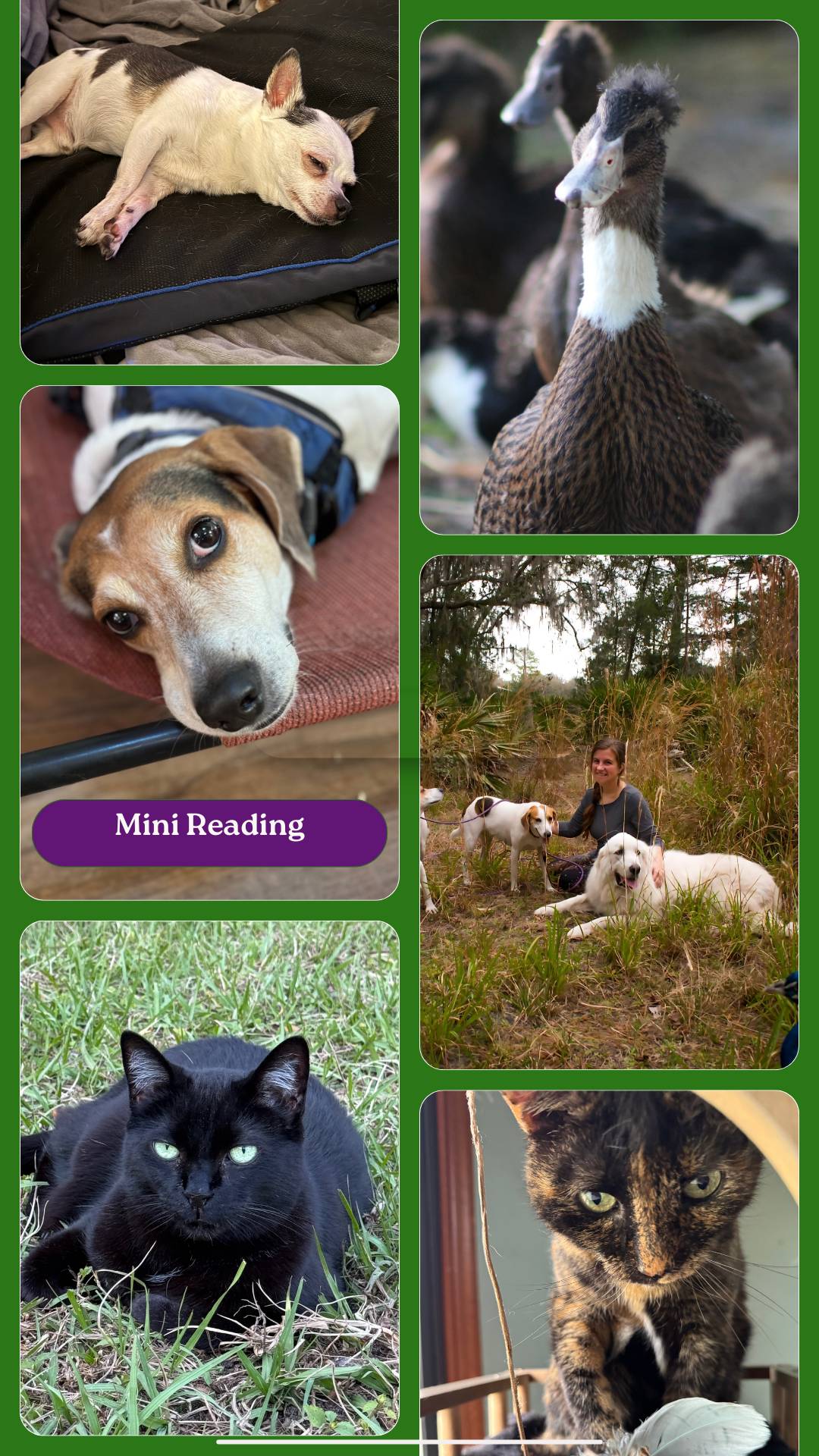 15-20 Minute Mini Reading Animal Communication