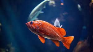 VRT archief - aprilgrappen