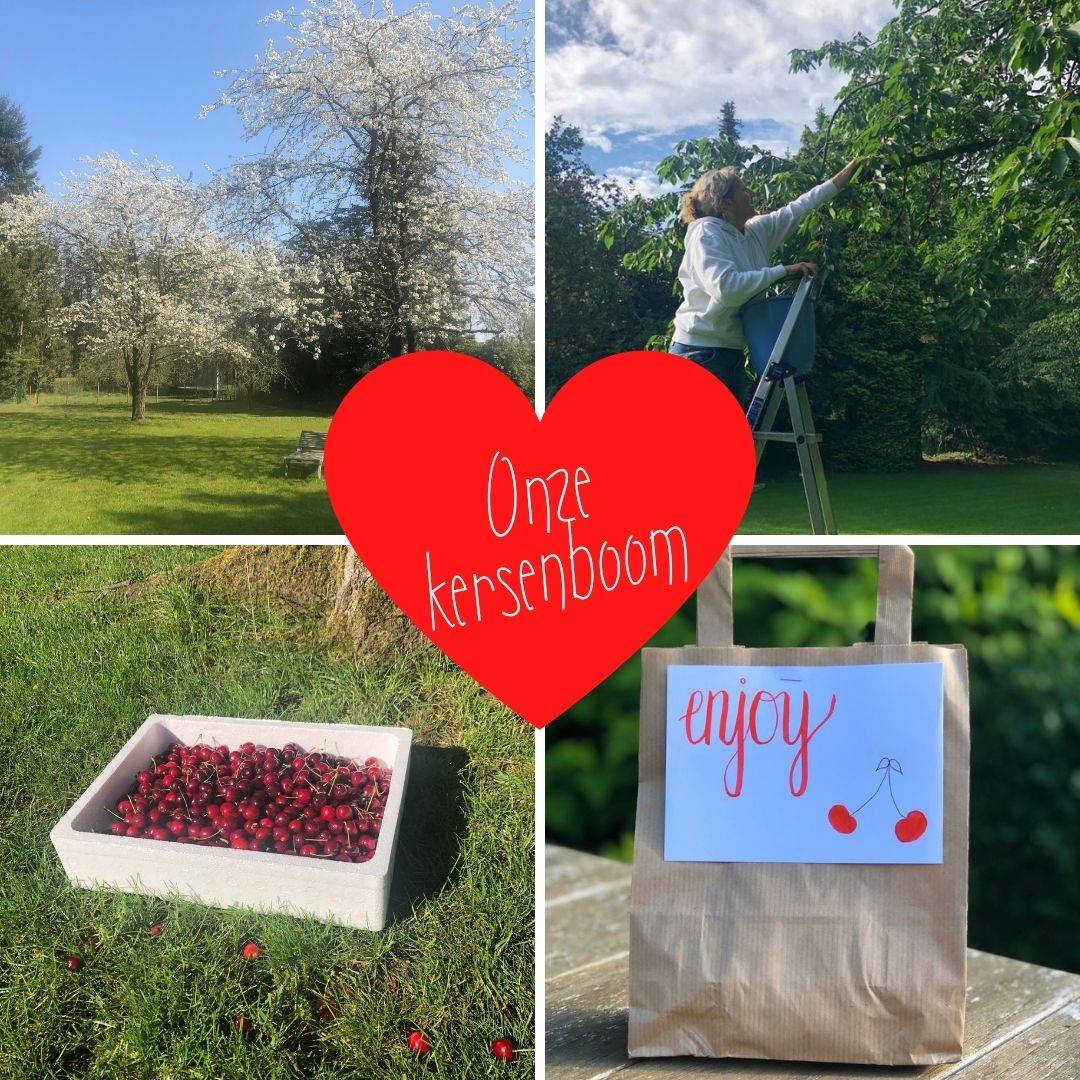 Onze kersenboom