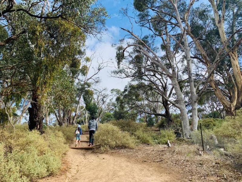 Family bushwalks