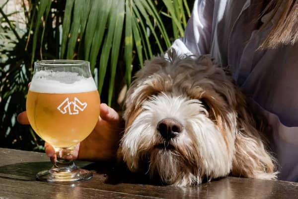 A fluffy dog resting its chin on a pub table beside a cold glass of beer held by its owner.