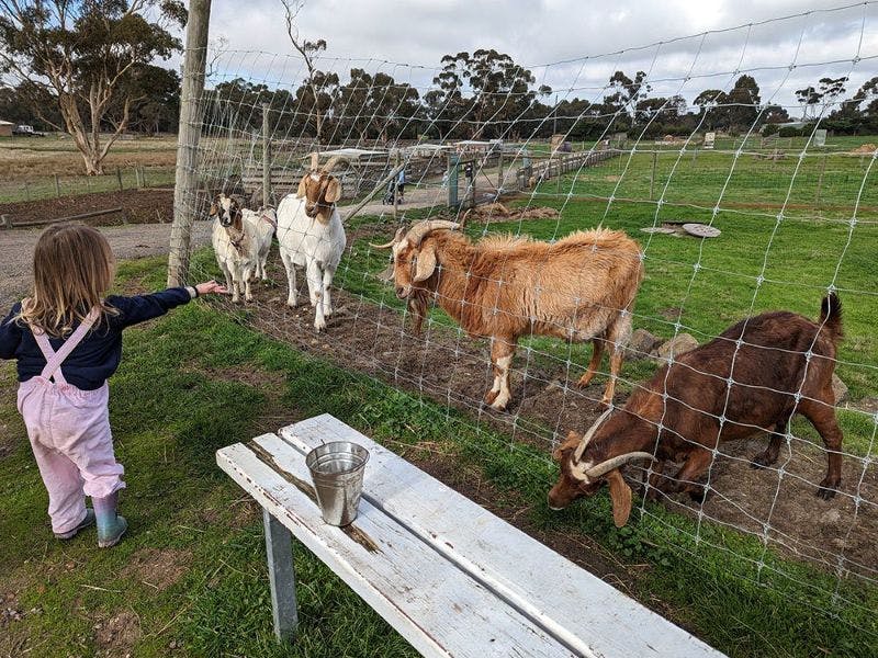 Animal Land Children's Farm