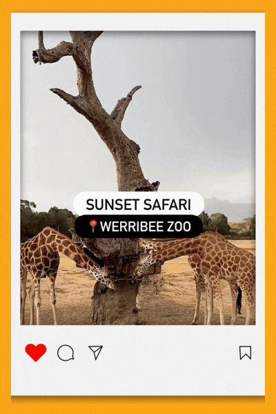 Werribee Zoo Sunset Safari