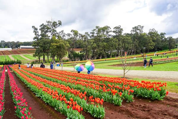 Tesselaar Tulip Festival in Silvan